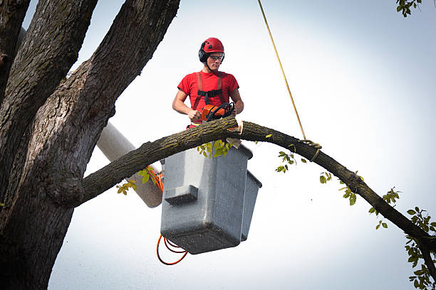 Trusted Melcher Dallas, IA Tree Services Experts